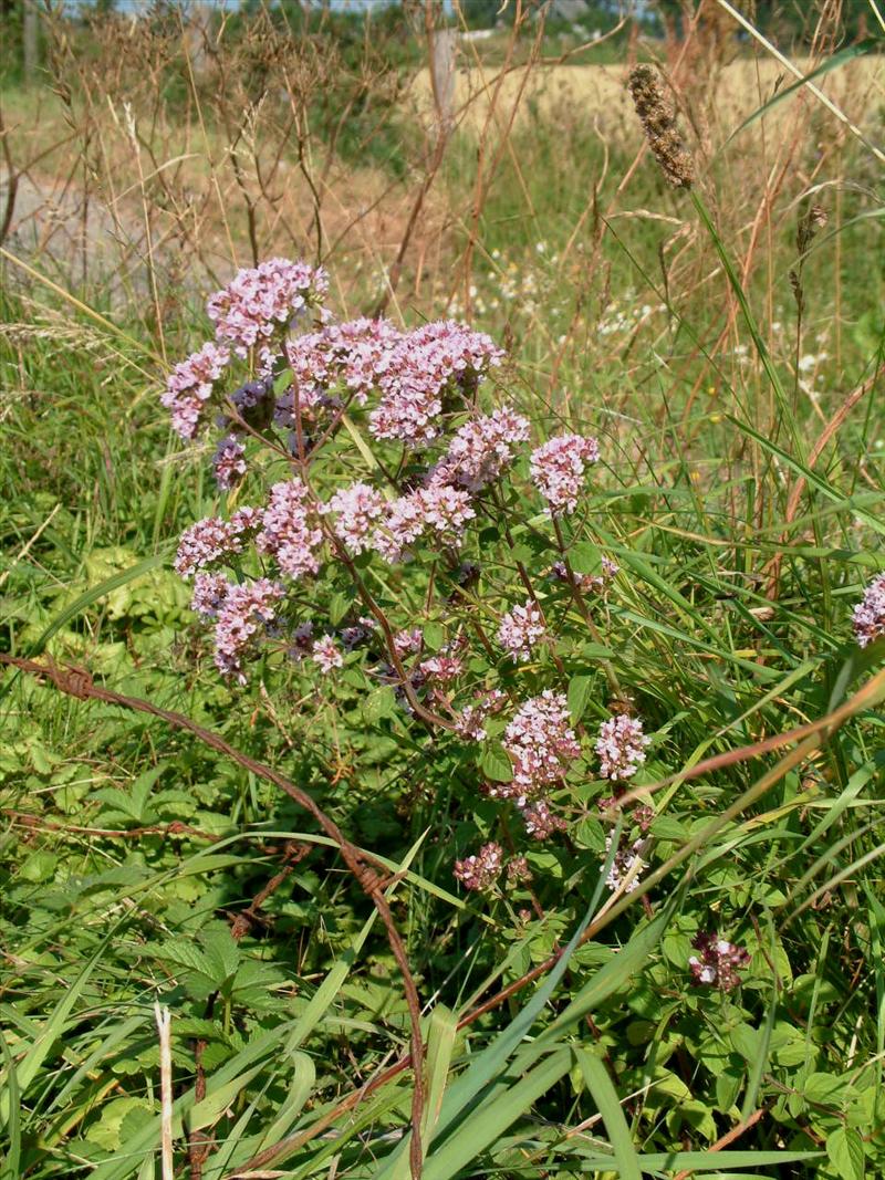 Origanum vulgare (door Adrie van Heerden)