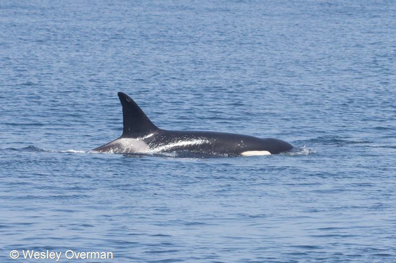 Orcinus orca (door Wesley Overman)