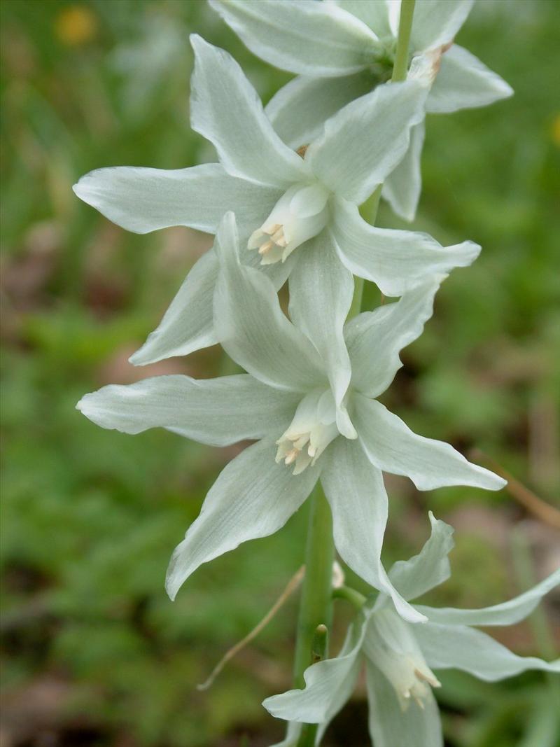 Ornithogalum nutans (door Adrie van Heerden)