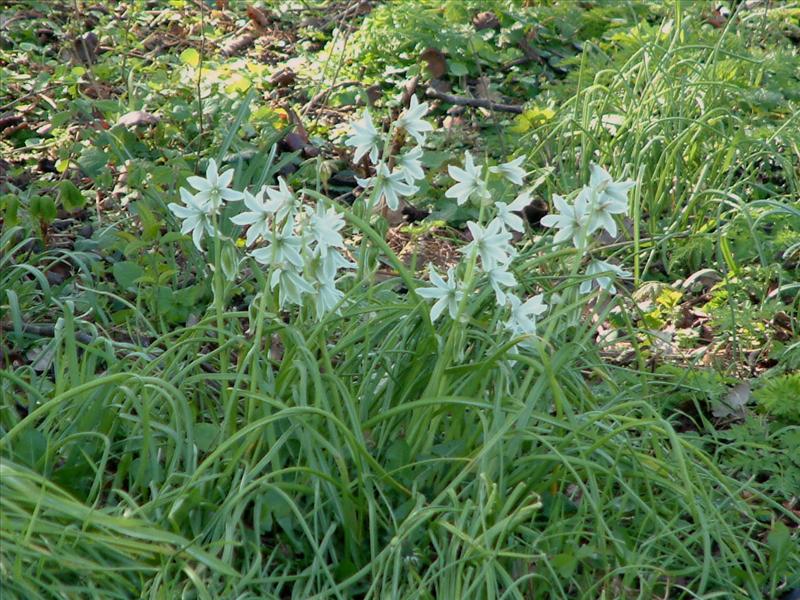 Ornithogalum nutans (door Adrie van Heerden)