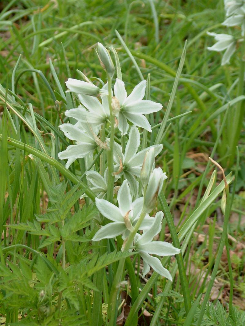 Ornithogalum nutans (door Adrie van Heerden)