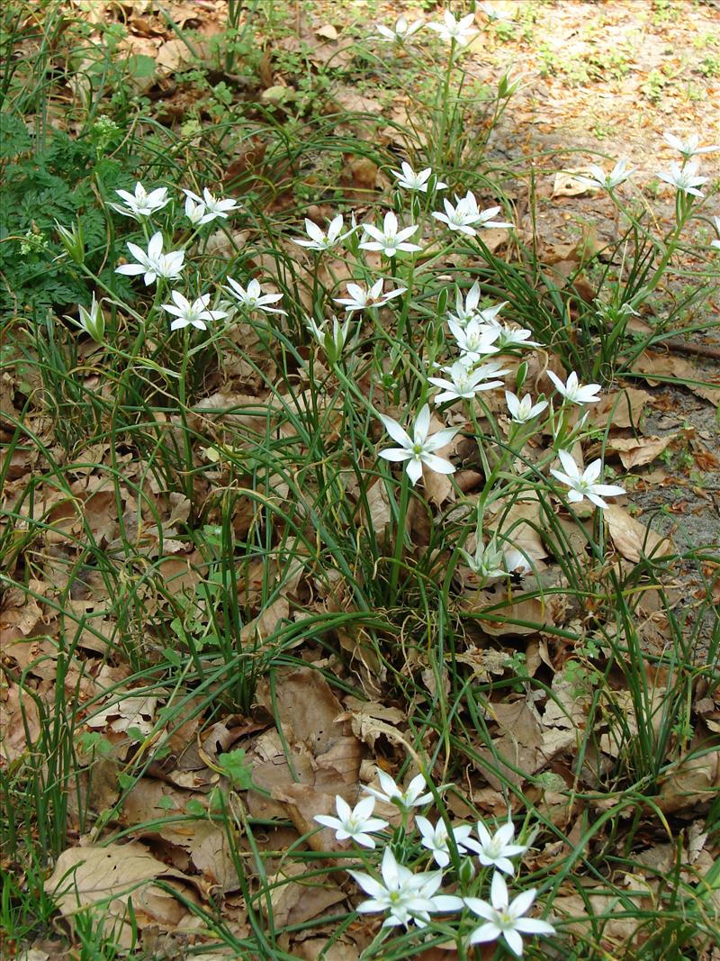 Ornithogalum umbellatum (door Adrie van Heerden)