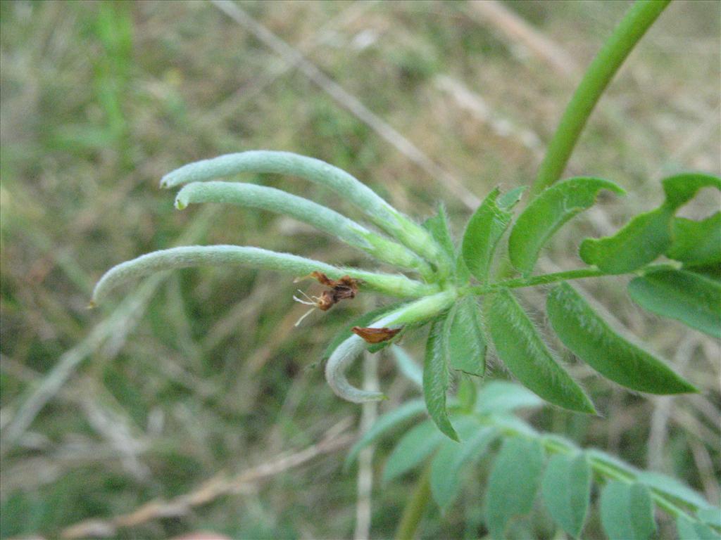 Ornithopus compressus (door Gertjan van Mill)