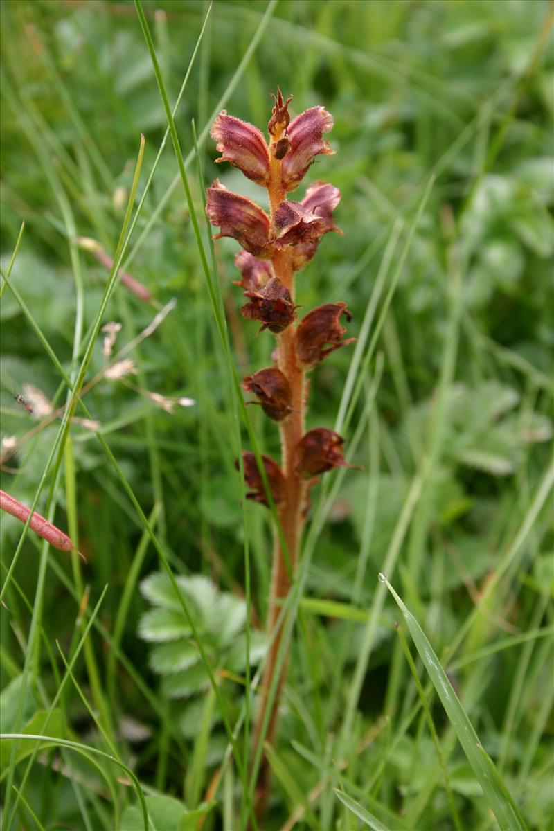 Orobanche gracilis (door Niels Jeurink)