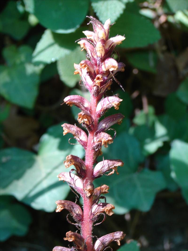 Orobanche hederae (door Adrie van Heerden)