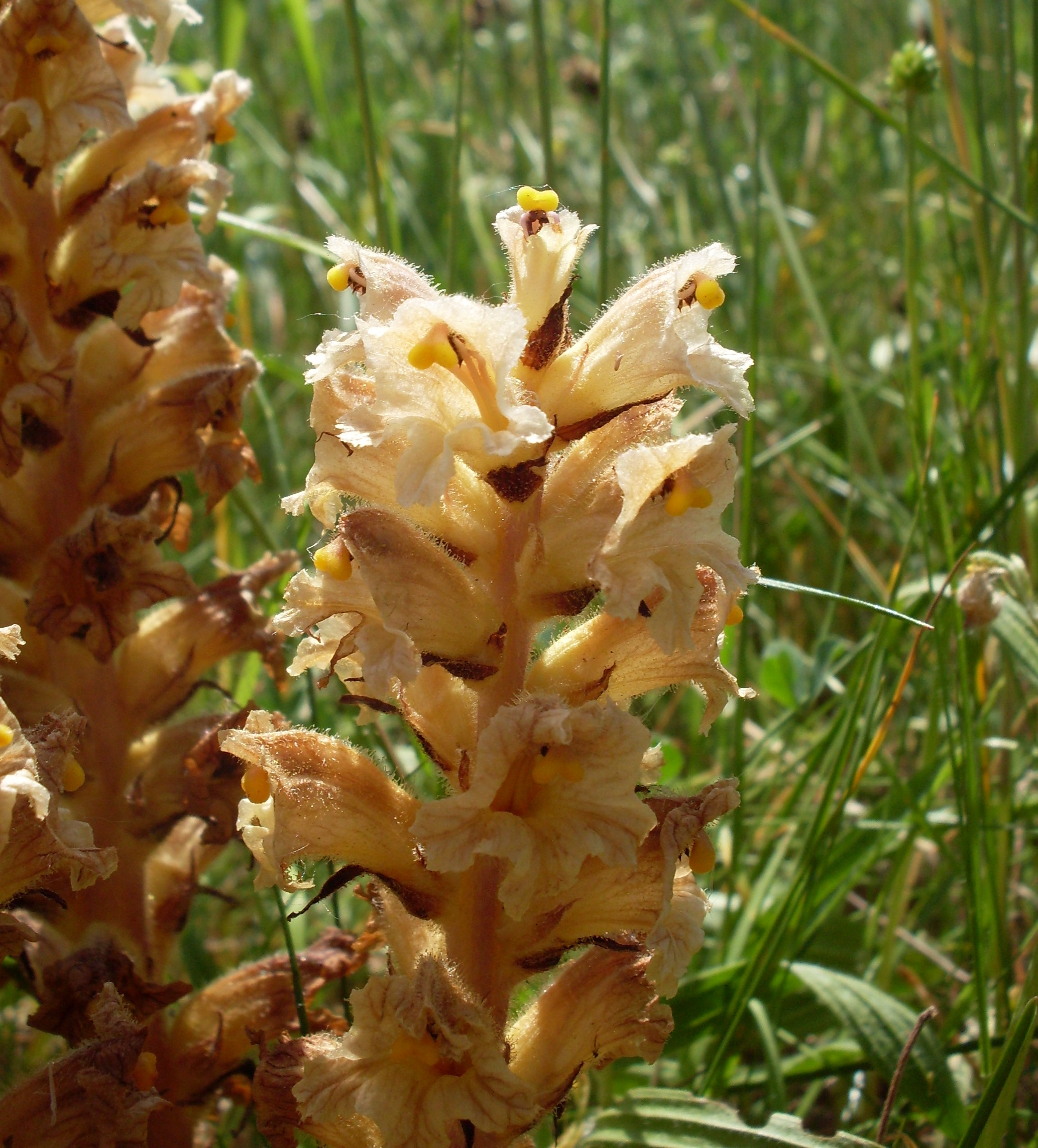 Orobanche lutea (door Dick Kerkhof)