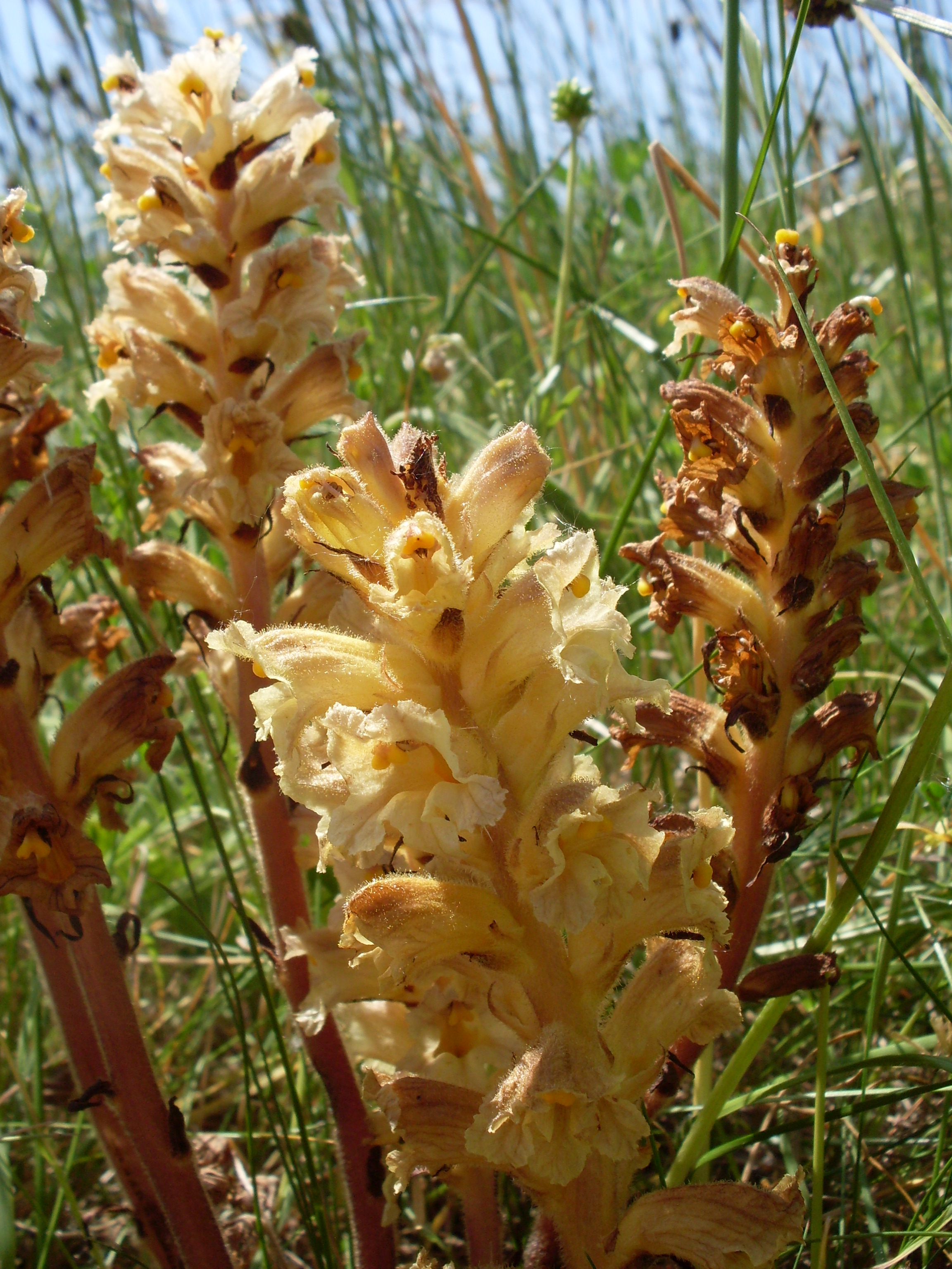 Orobanche lutea (door Dick Kerkhof)