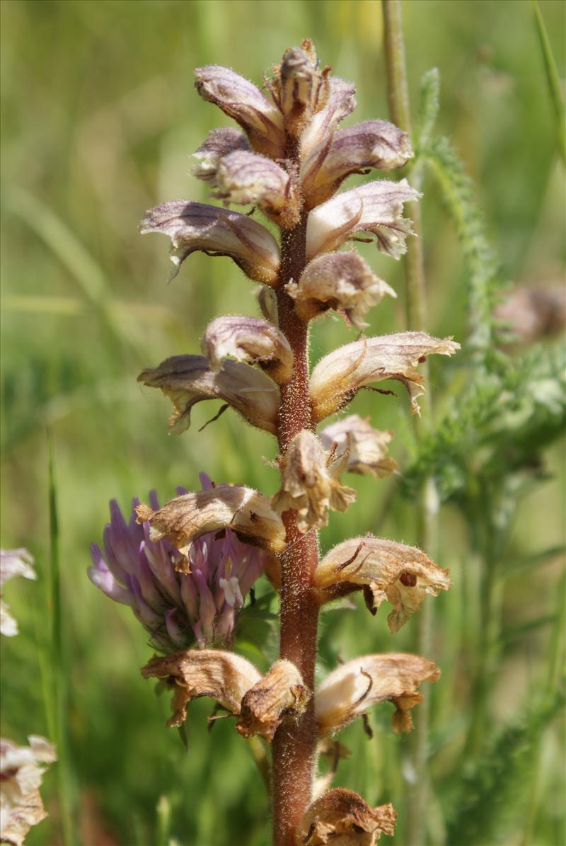 Orobanche minor (door Adrie van Heerden)