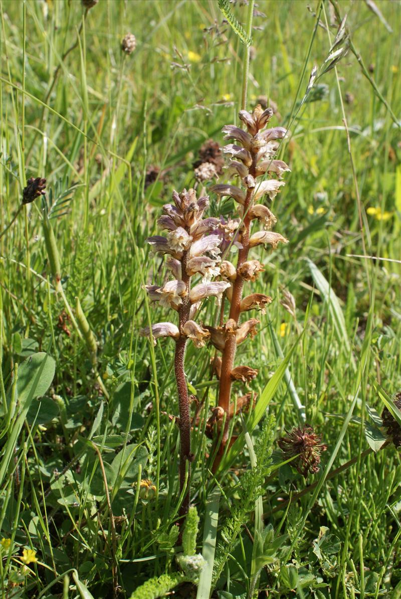 Orobanche minor (door Adrie van Heerden)