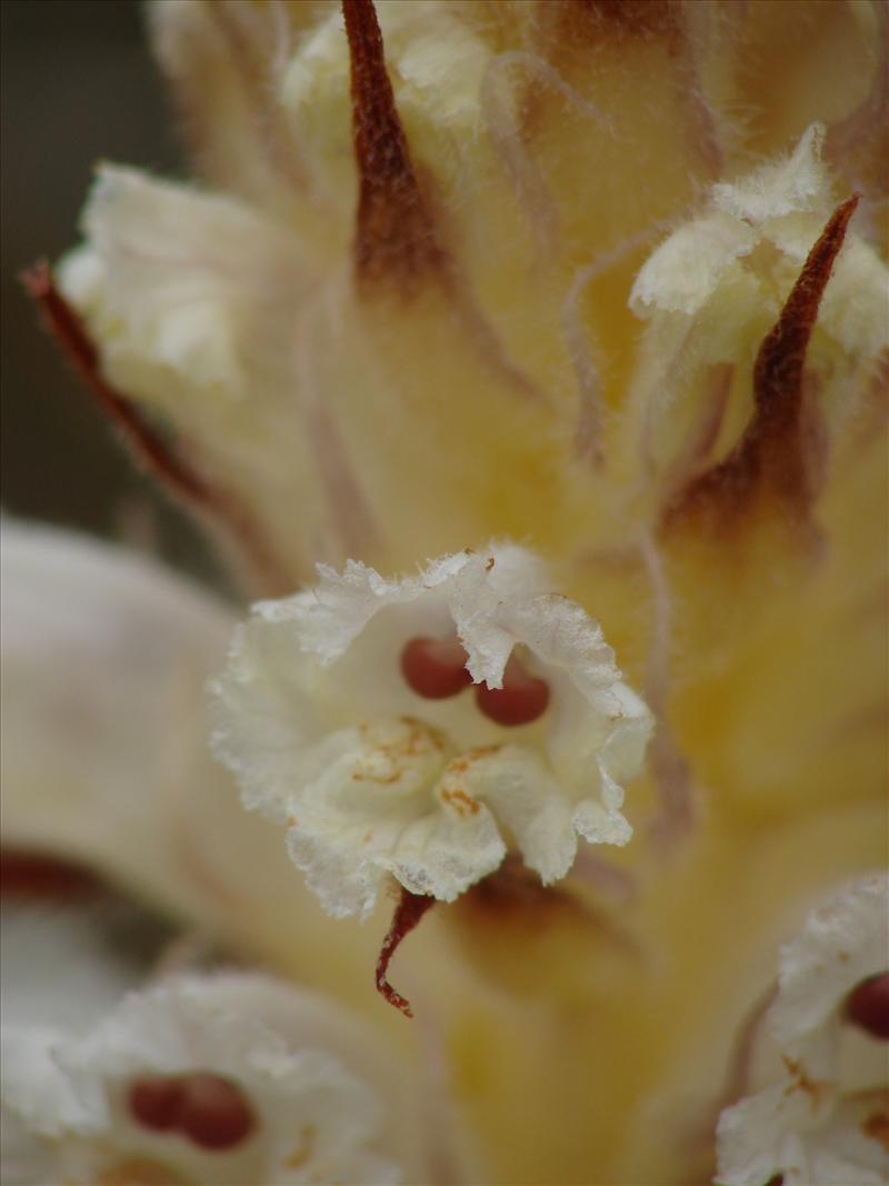 Orobanche picridis (door Adrie van Heerden)