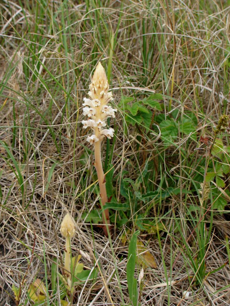 Orobanche picridis (door Adrie van Heerden)