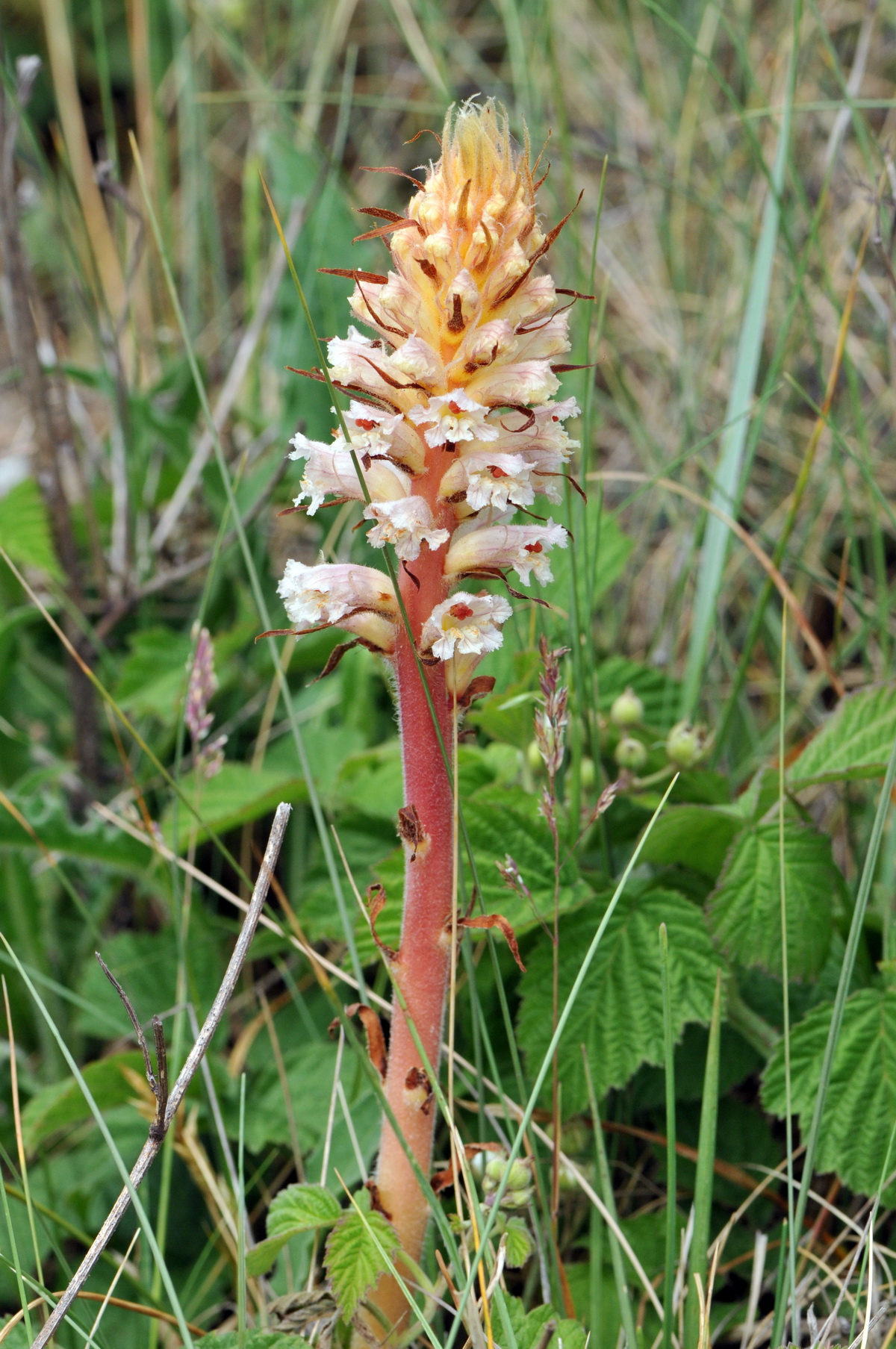 Orobanche picridis (door Hans Toetenel)