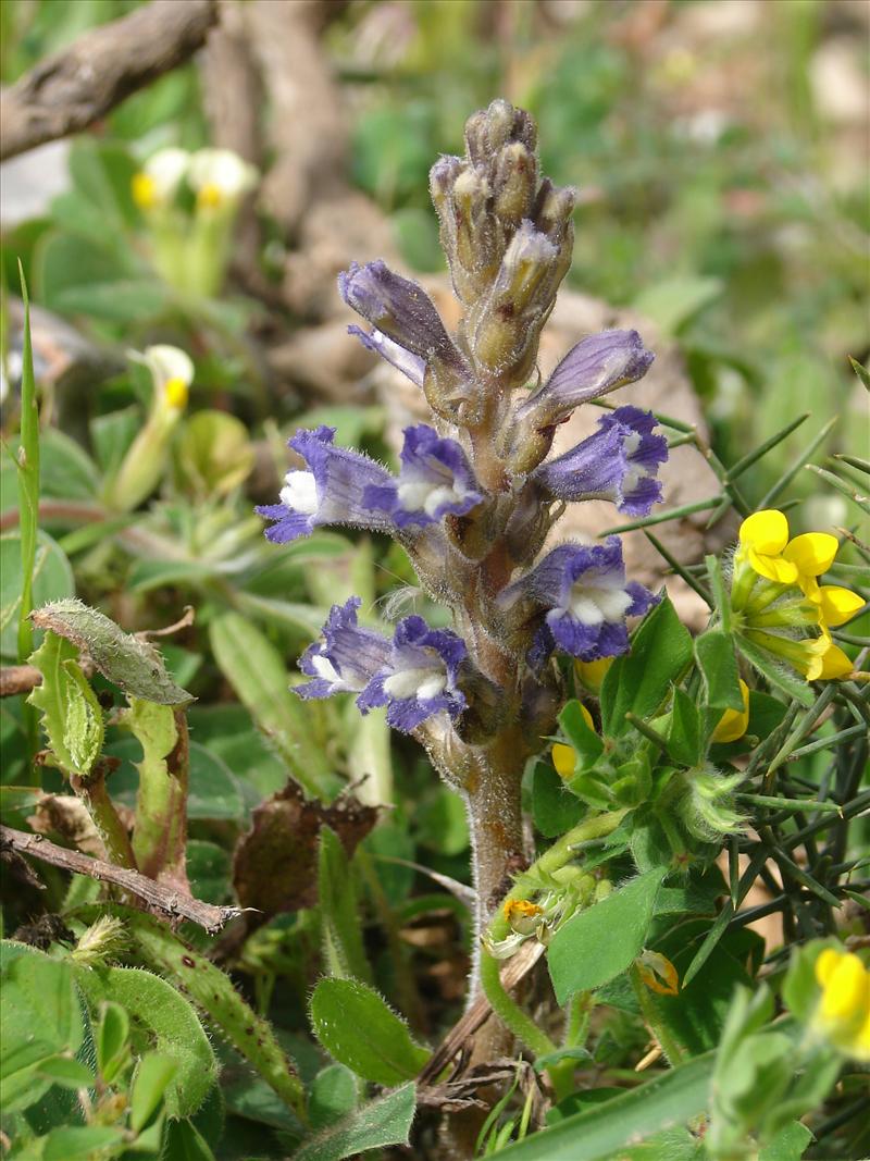 Orobanche purpurea (door Adrie van Heerden)