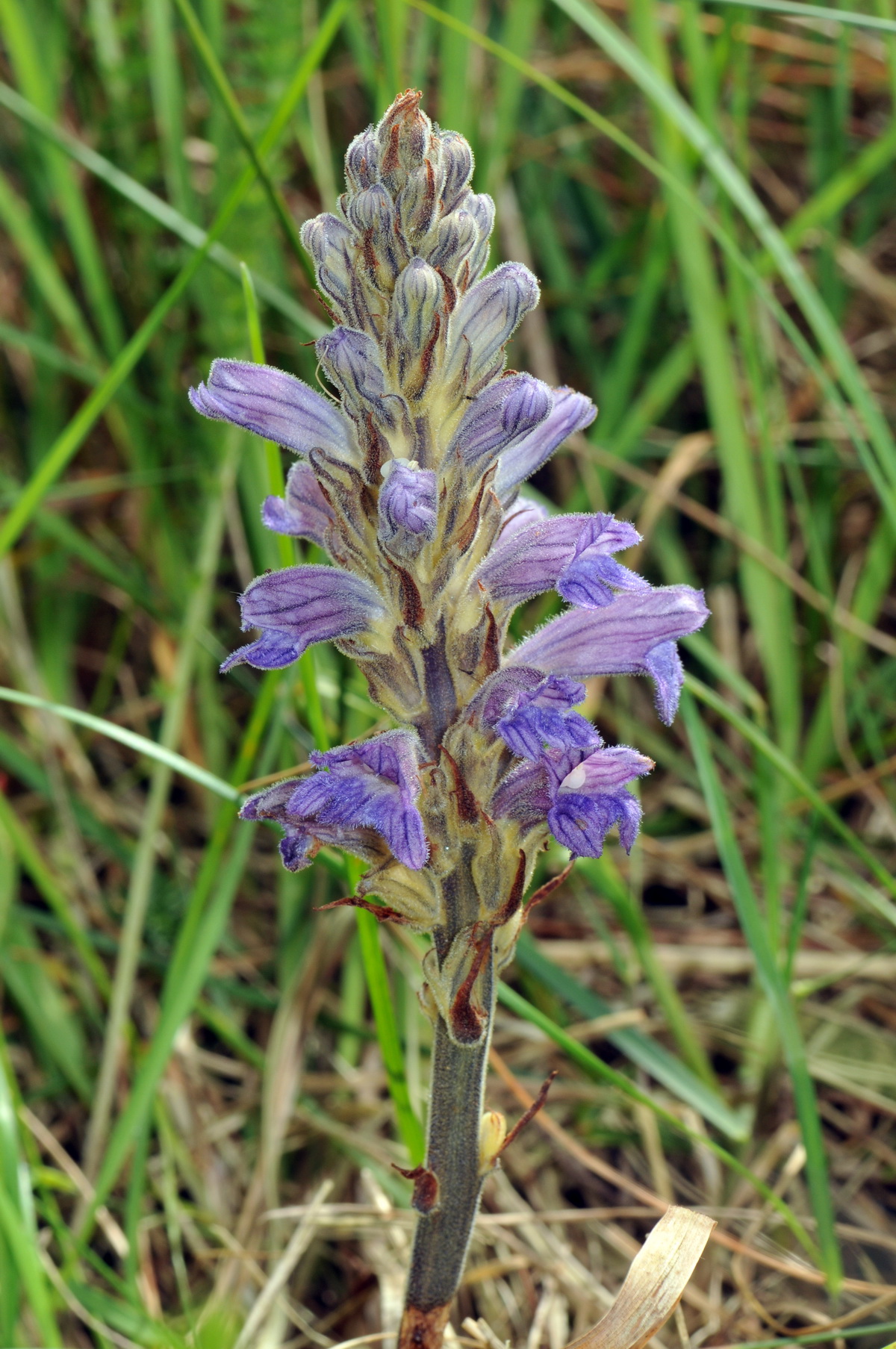 Orobanche purpurea (door Hans Toetenel)