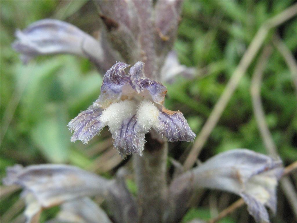 Orobanche ramosa (door Gertjan van Mill)