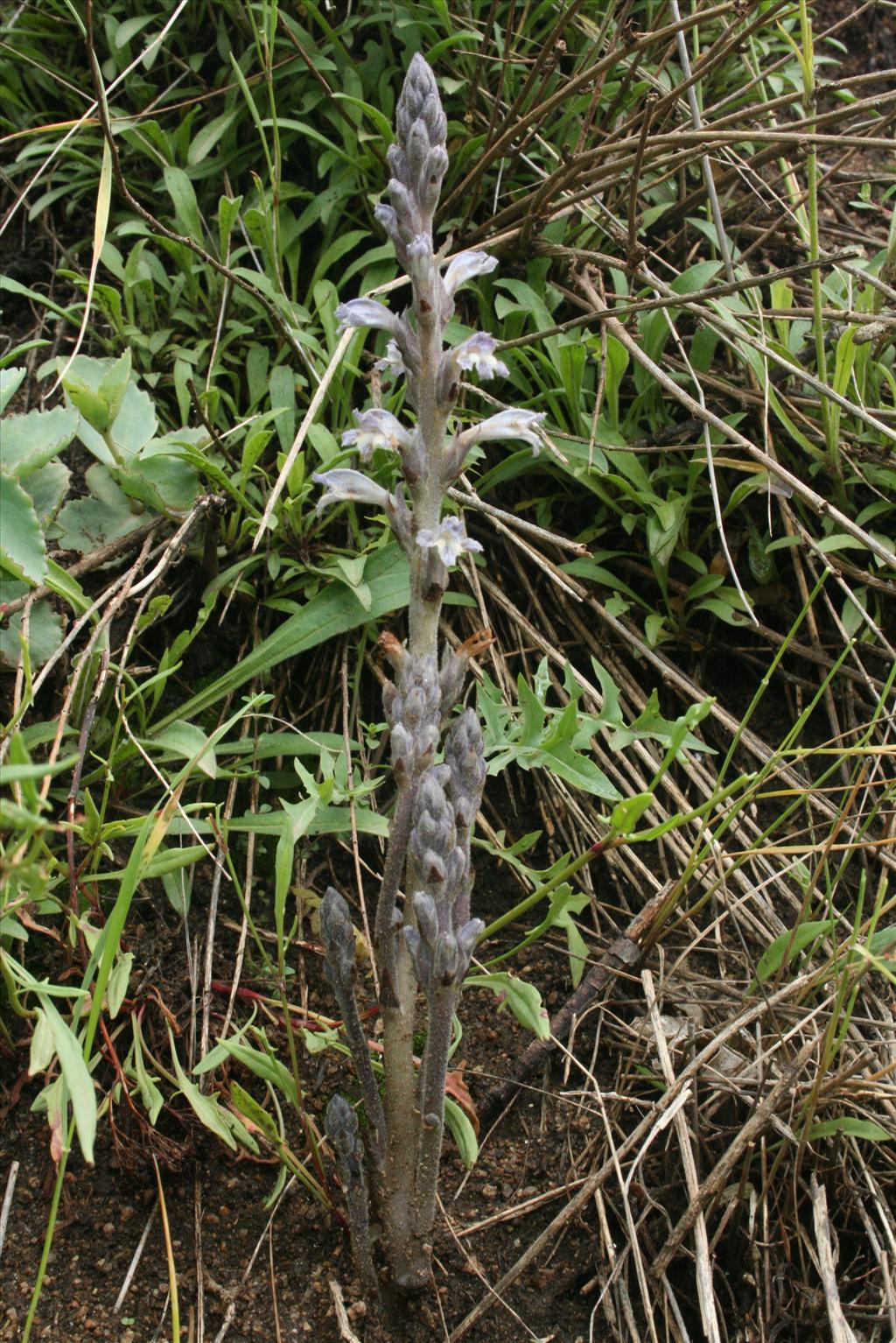 Orobanche ramosa (door Gertjan van Mill)