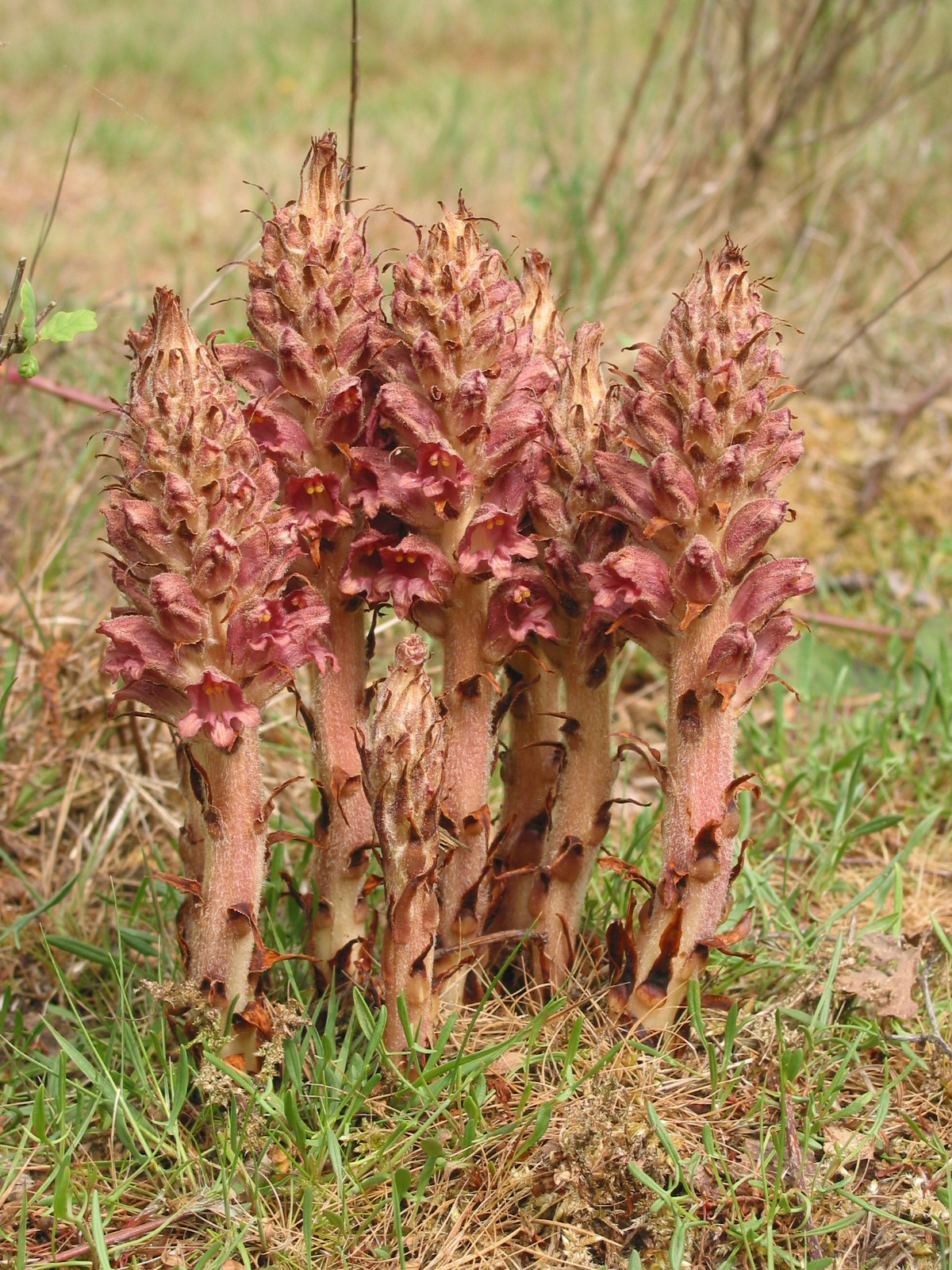 Orobanche rapum-genistae (door Gertjan van Mill)