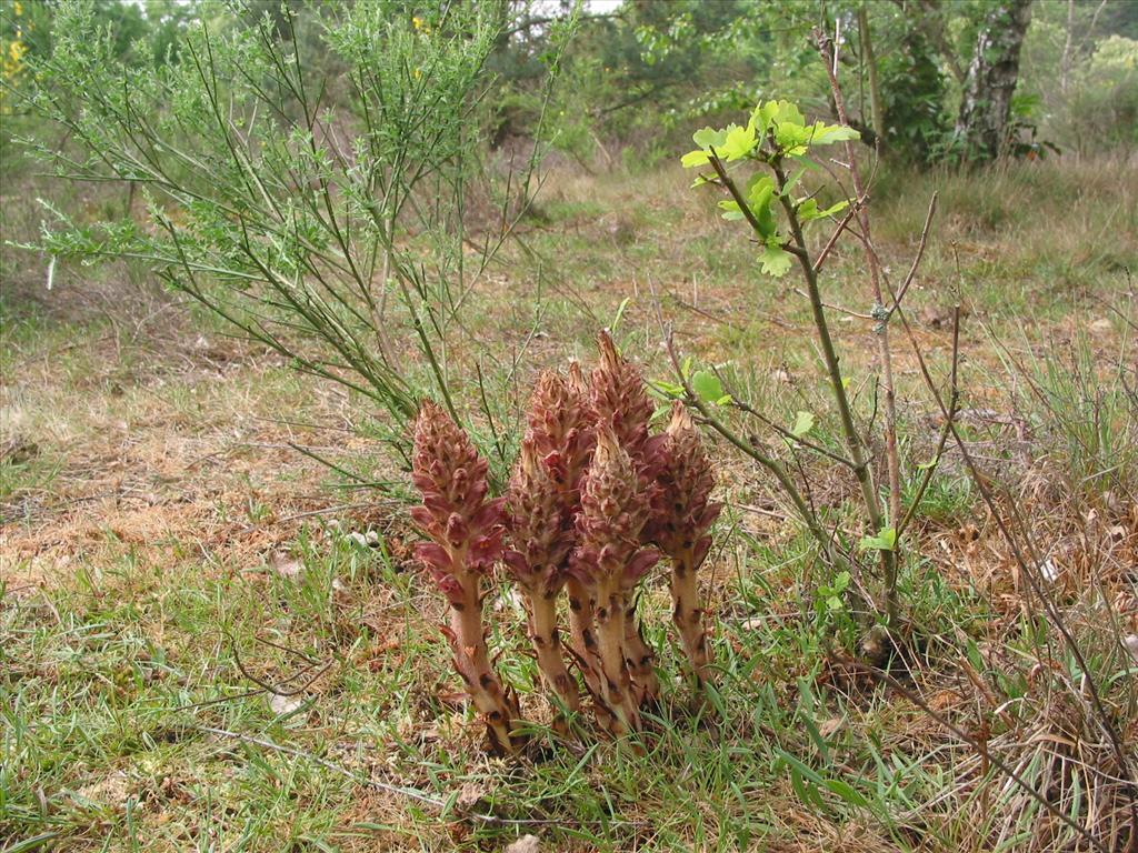 Orobanche rapum-genistae (door Gertjan van Mill)