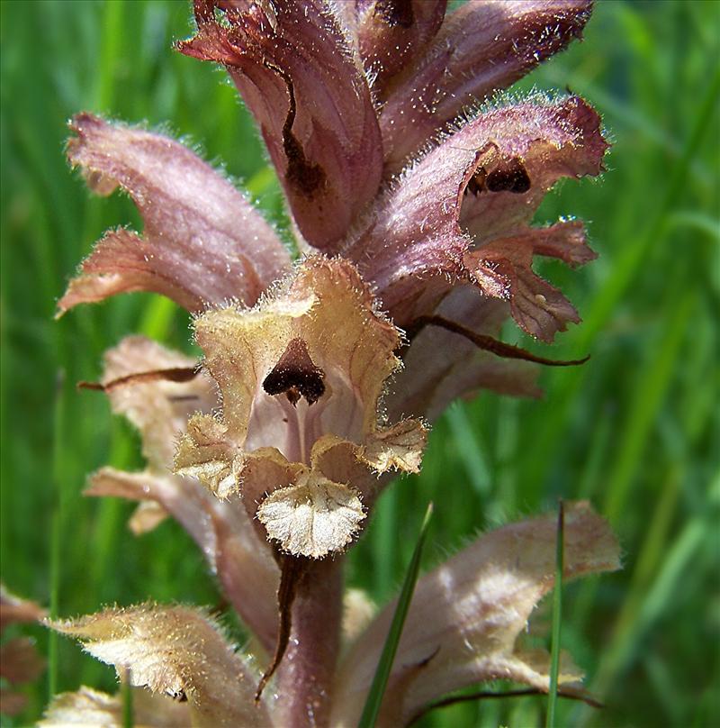 Orobanche caryophyllacea (door Otto Zijlstra)