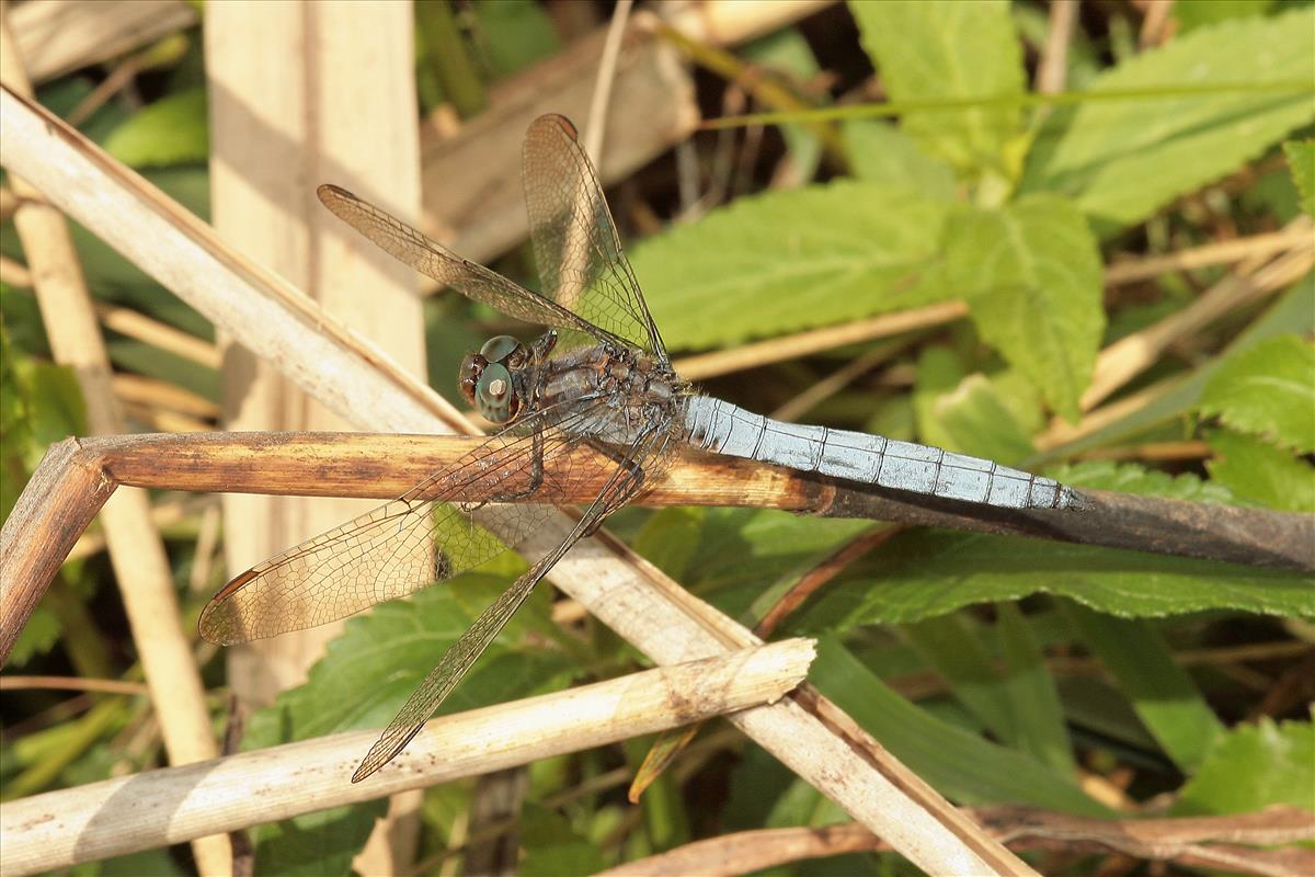 Orthetrum coerulescens (door Jan Kersten)