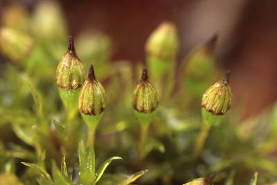 Orthotrichum pulchellum (door Klaas van der Veen)