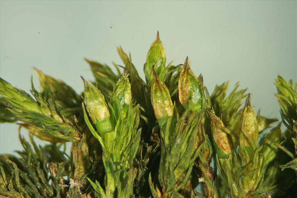 Orthotrichum affine (door Jan Kersten)