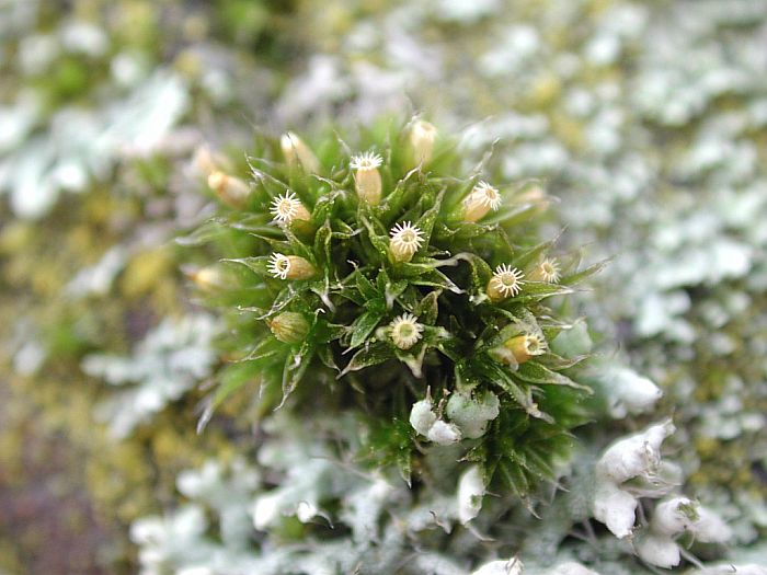 Orthotrichum diaphanum (door Michael Lueth (www.milueth.de))