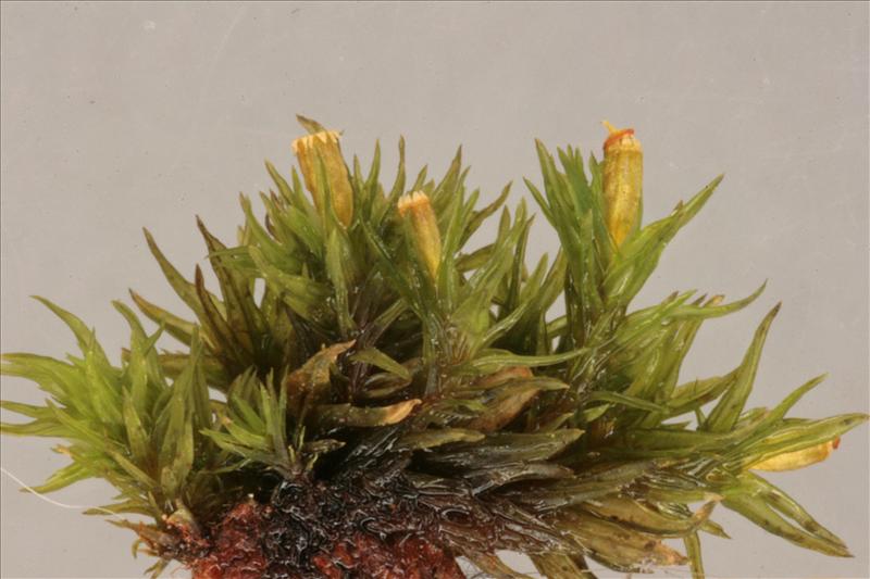 Orthotrichum hispanicum (door Jan Kersten)