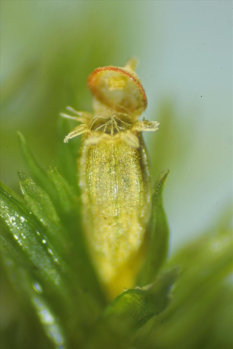 Orthotrichum hispanicum (door Jan Kersten)