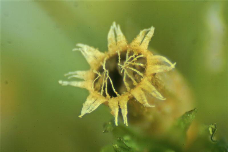 Orthotrichum hispanicum (door Jan Kersten)