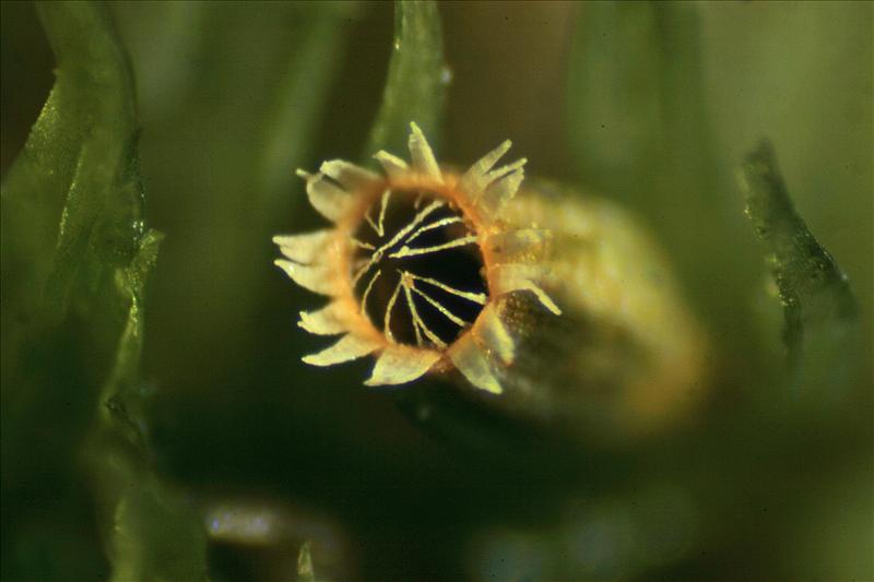 Orthotrichum hispanicum (door Jan Kersten)