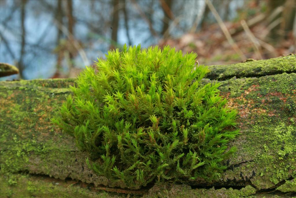 Orthotrichum lyellii (door Jan Kersten)