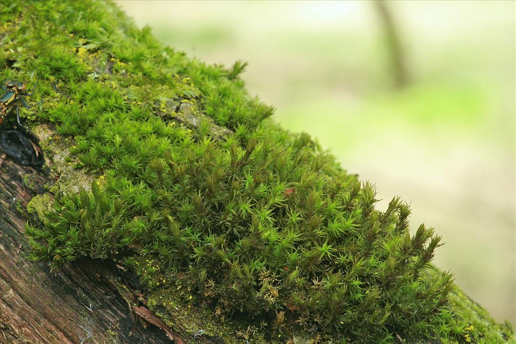 Orthotrichum lyellii (door Jan Kersten)