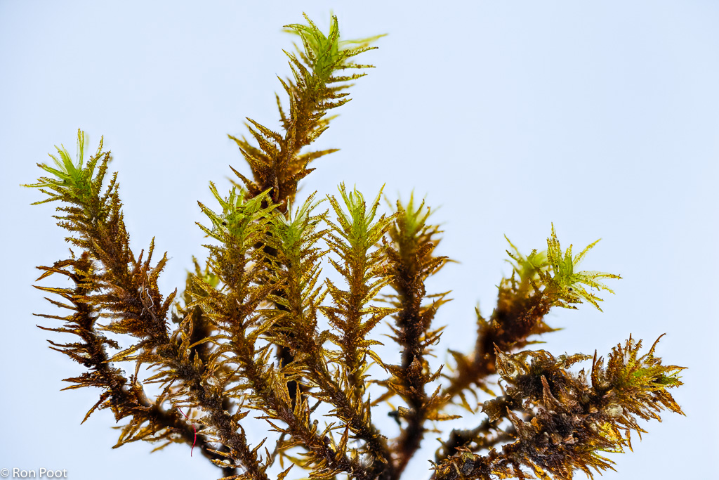 Orthotrichum lyellii (door Ron Poot)