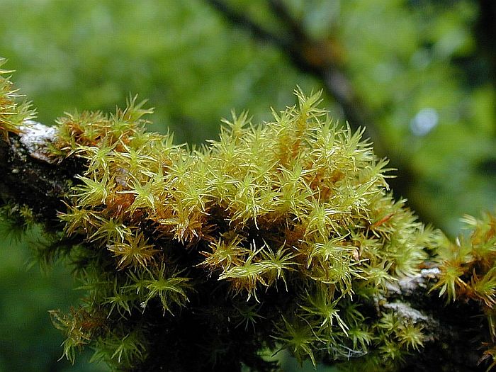 Orthotrichum lyellii (door Michael Lueth (www.milueth.de))