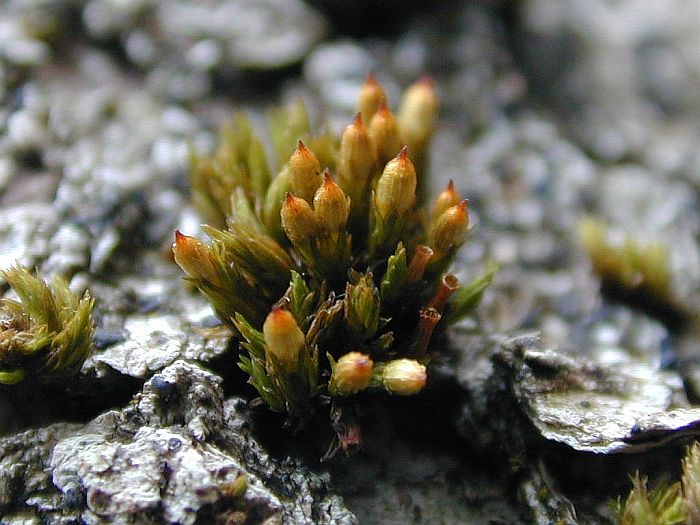 Orthotrichum pallens (door Michael Lueth (www.milueth.de))