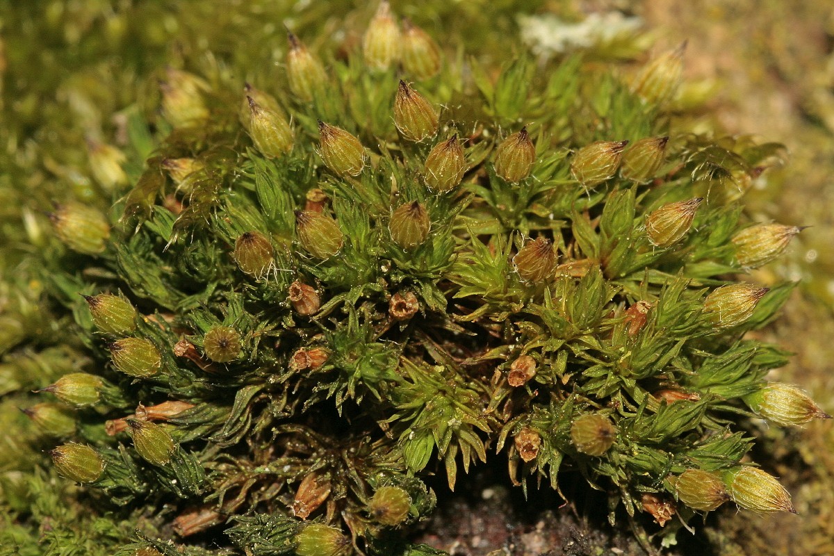 Orthotrichum patens (door Jan Kersten)