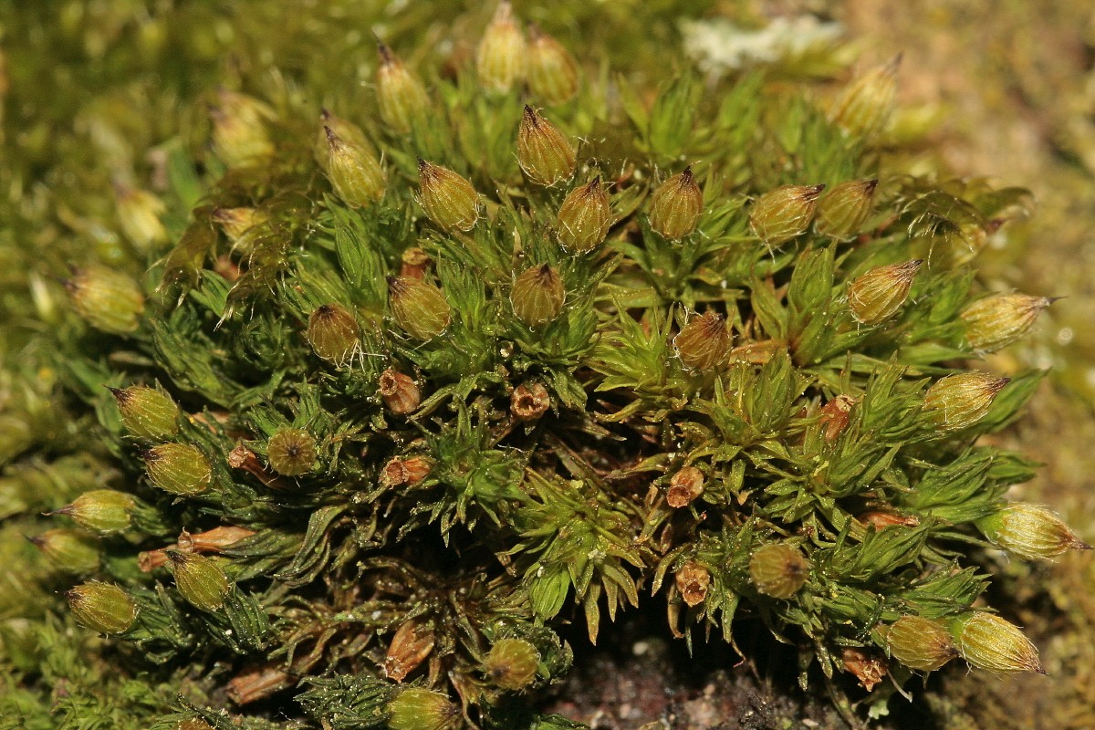 Orthotrichum patens (door Jan Kersten)