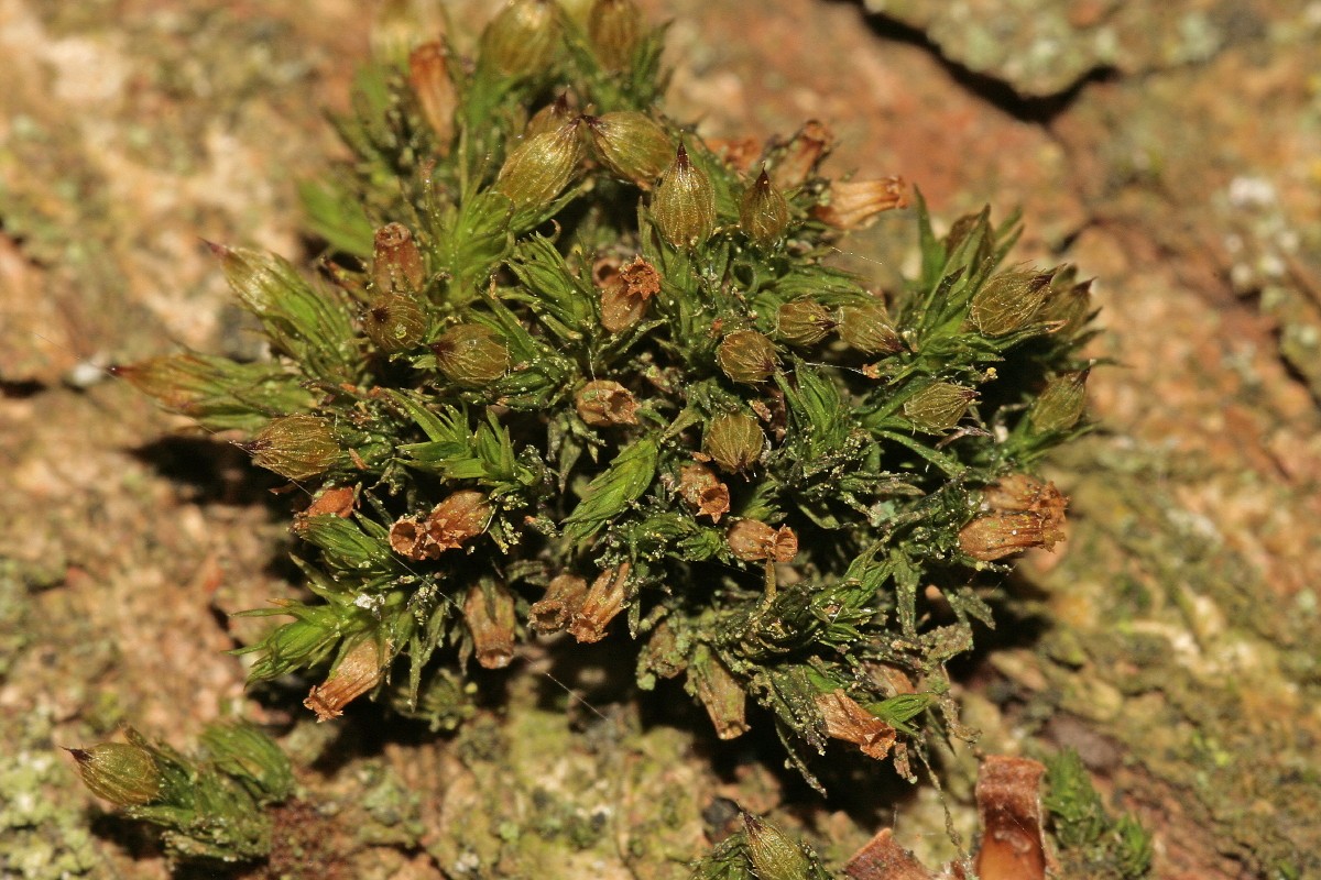 Orthotrichum patens (door Jan Kersten)