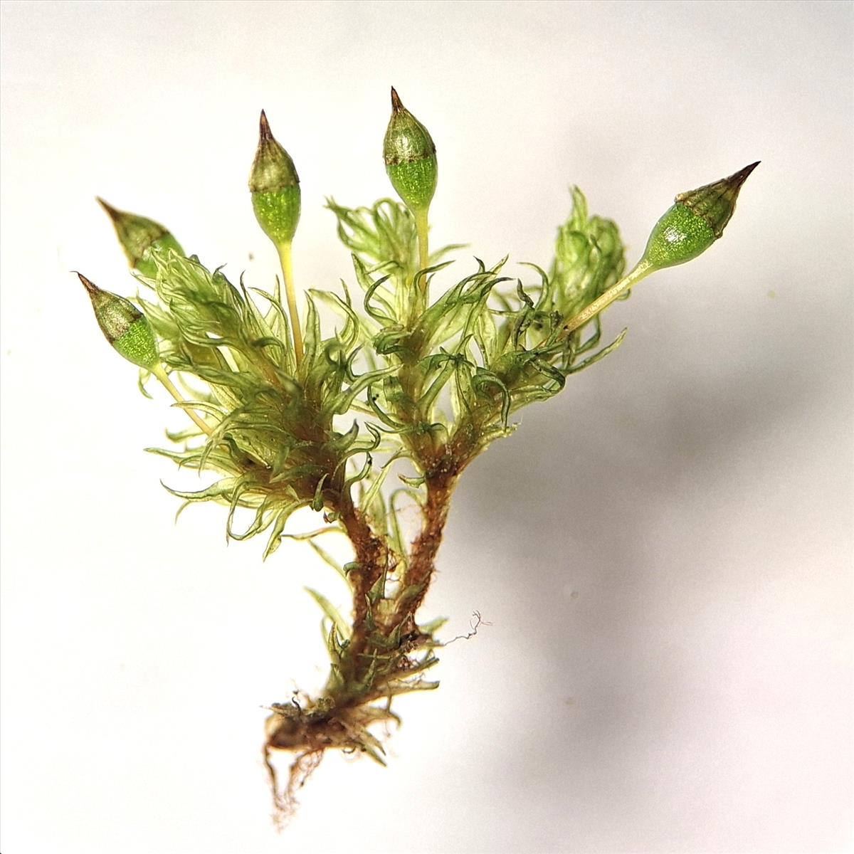 Orthotrichum pulchellum (door Muriel Schouten)
