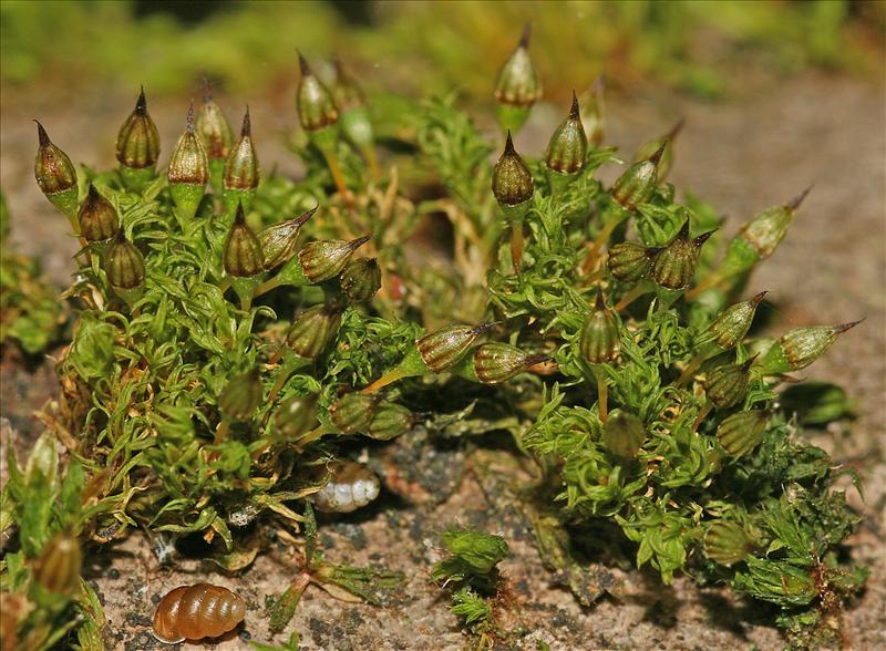 Orthotrichum pulchellum (door Jan Kersten)