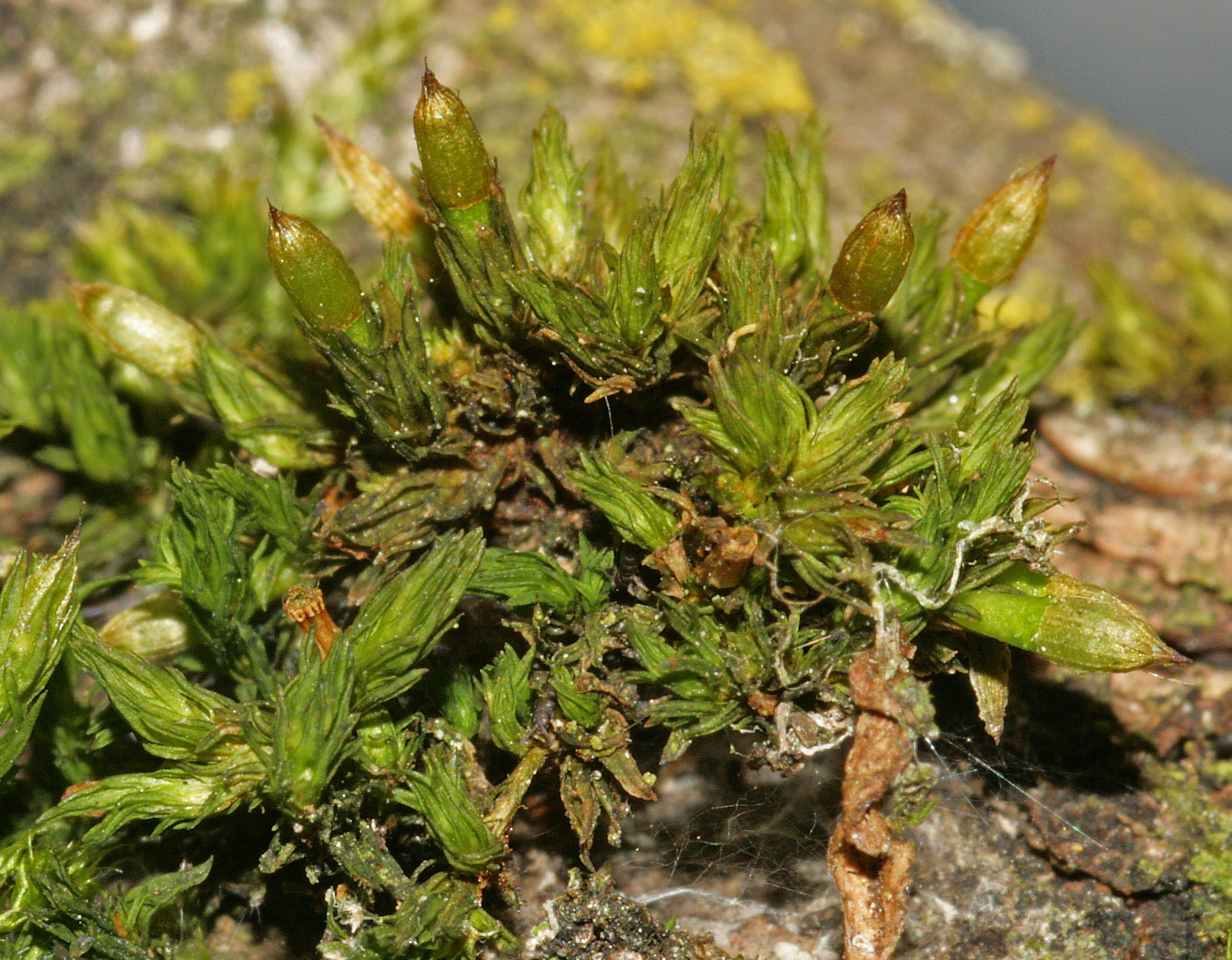 Orthotrichum scanicum (door Jan Kersten)