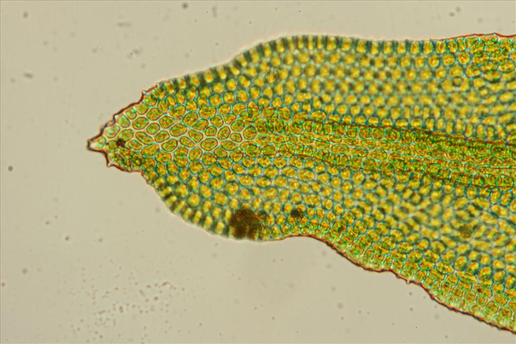 Orthotrichum scanicum (door Jan Kersten)