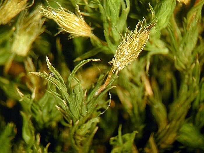 Orthotrichum speciosum (door Michael Lueth (www.milueth.de))