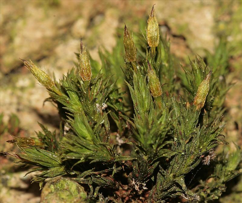 Orthotrichum speciosum (door Jan Kersten)