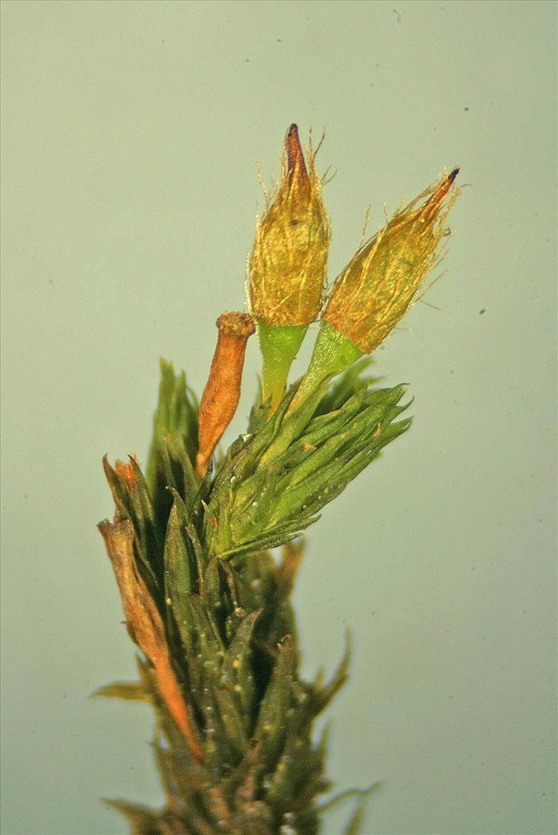 Orthotrichum speciosum (door Jan Kersten)