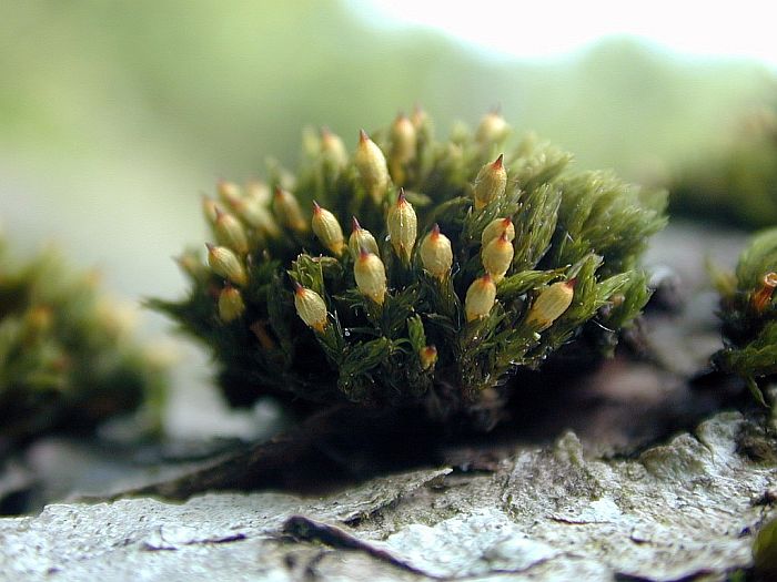 Orthotrichum stramineum (door Michael Lueth (www.milueth.de))