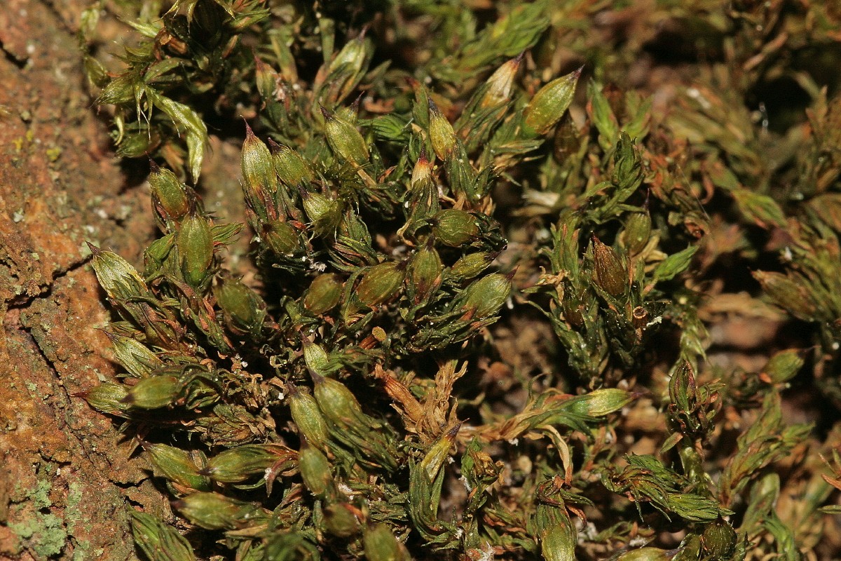 Orthotrichum stramineum (door Jan Kersten)