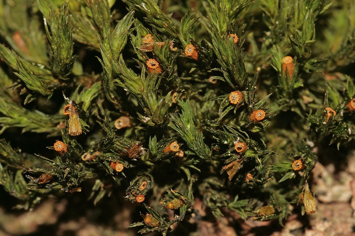 Orthotrichum striatum (door Jan Kersten)