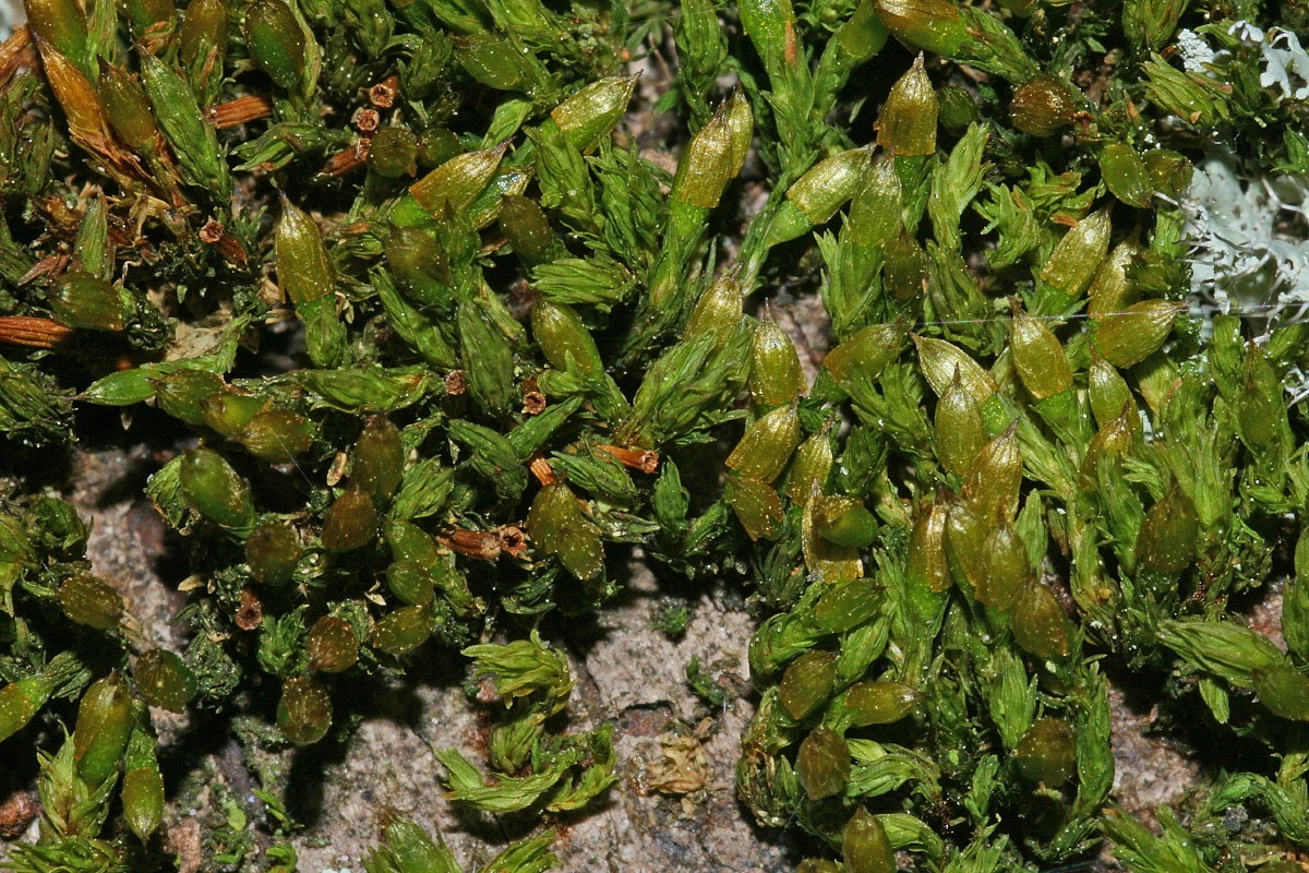 Orthotrichum tenellum (door Jan Kersten)